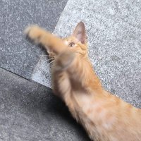 orangecatgoodboy (@imacatorangecat) 's Twitter Profile