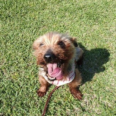 SAOIFとアヴァベルやってます!! Twitterでは何か呟きたいなって時によく来ます(^O^)フォロバほぼしています♪(SAO,転生悪女の黒歴史, 転スラ,怪盗レッド,転生ノベルetc.)※無言フォロー失礼します💦よろしくお願いします！！