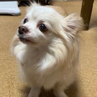 finepeace🐩❤︎ (@markonalu) 's Twitter Profile