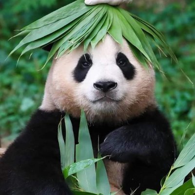 peric_'s profile picture. 