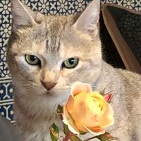 よっちゃん (@aromanasoap) 's Twitter Profile