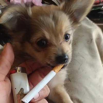 ChiefsMattI's profile picture. 