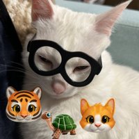 🐢プク🐢 (@qbajqcysydm4f2p) 's Twitter Profile