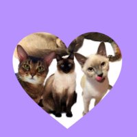 MIKA ❁´◡`❁WayZenNi-JAPAN (@tenyami_1001) 's Twitter Profile Photo MIKA ❁´◡`❁WayZenNi-JAPAN (@tenyami_1001) 's Twitter Profile Photo