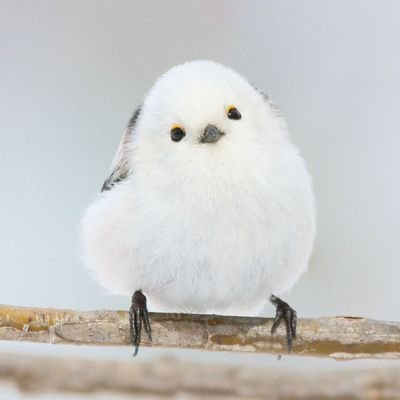 1986-12-16。 プログラマ github:https://t.co/ZGG7E9j2Lq ブログ:https://t.co/no0qIsJnnf Java/DDD/Go/Kotlin/Haskell/Docker
