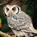 hunter biden's owl hallucination (@hallucinatedowl) Twitter profile photo hunter biden's owl hallucination (@hallucinatedowl) Twitter profile photo