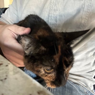 subhuman4183247's profile picture. K💜G | art lover | MITSKI!!!! |#1 Gianella fan