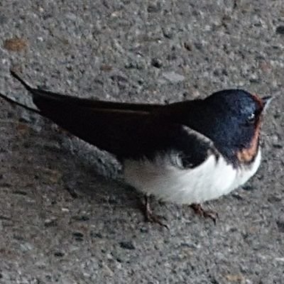 はにわさんのプロフィール画像