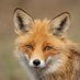 Fox-Man (@ali_alali88) Twitter profile photo Fox-Man (@ali_alali88) Twitter profile photo