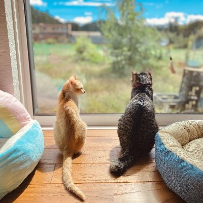niconyanbiyori's profile picture. 笑にゃんこ王国とWHDCアクロディア合同の保護猫応援プロジェクト「笑にゃん日和」の公式アカウントにゃ。保護猫に関する動画紹介や日常などを、ゆる〜く発信したりしているので、質問はDMでもいいけど、真面目なお話はボスにするのをオススメするにゃ。https://t.co/uZ0WtF1U9W