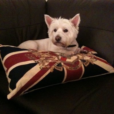 StopULEZToday's profile picture. Dog person. Gay. Definitely not queer.