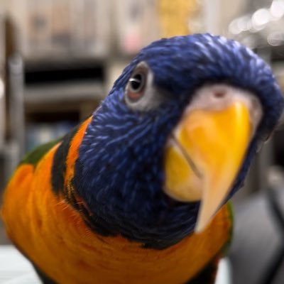 akkopow's profile picture. 2024年8月17日にゴシキセイガイインコをお迎えしました。名前はリンクです。（現在２歳・オス）ビビリ、顔に向かって噛みついてくる癖あり、これについて現在対処法を模倣中です。