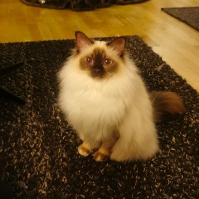 Masos1122's profile picture. Helt fantastisk hen, känner henom själv👍