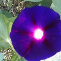 Purple Saturdays (@purplesaturday1) 's Twitter Profile