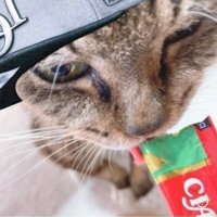 よっし (@yosshicatssn) 's Twitter Profile