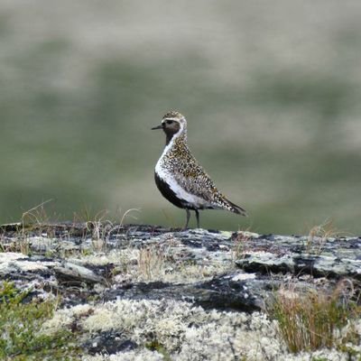 V1cent8000's profile picture. 