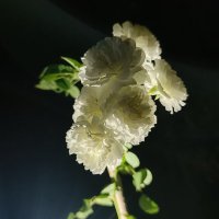 Angel (@kshithamol) 's Twitter Profile