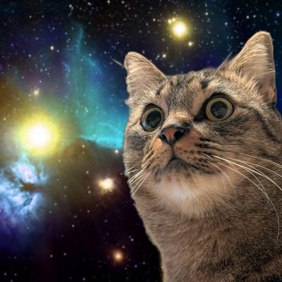 野良猫さんのプロフィール画像