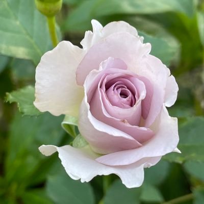 R0u5ocYazZ52803's profile picture. 北山くんの事をつぶやく。 僕が導く魂の赤！一生ついていく！ リスパ楽しくて、いろいろ知りたくて いいね や 無言フォロー 押してます。SNSも初心者なので失礼があったらごめんなさい