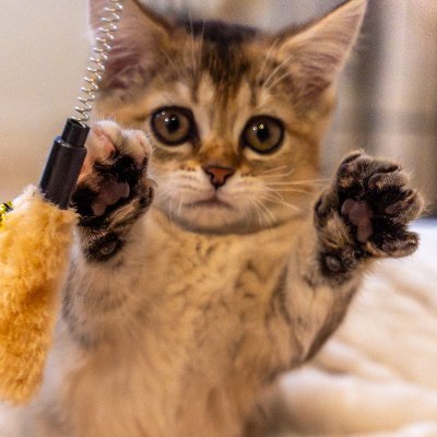 maron_neko10's profile picture. Maron♀短足短毛のマンチカン 🏠2024.12 🎂2024.10 🎨 Brown tick tabby
