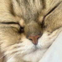PR にゃんこ (@_msdn_) 's Twitter Profile