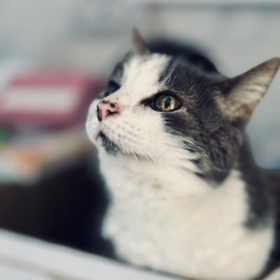 Amante de los gatos. Mamá gatuna de Chiripa, Charlize y Buffy 😼😾😿 Culé viguesa. Cine de terror, bueno y malo. Lorazepam & gatos is my passion.