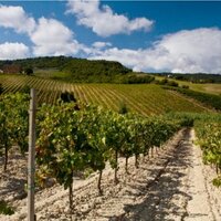 Palazzone (@winepalazzone) 's Twitter Profile