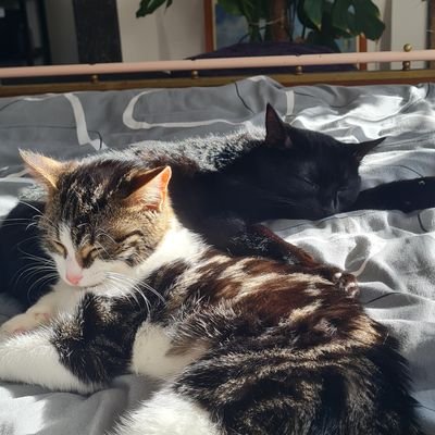 Une maman qui aime ses potites chattes : Mina qui dort tout le temps et Lila la fripouille amoureuse du beau Stoptou