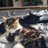 lavie2chats's profile image