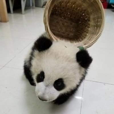 xiyao_wong's profile picture. 不管你什麼立場，只要雙標，你就是至漲。某些人的言論明顯是為了融入某群體尋求認同硬憋出來的，這種人最惡心。