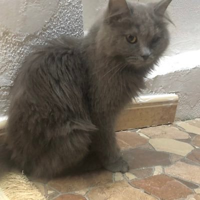 almessabi_ali's profile picture. 