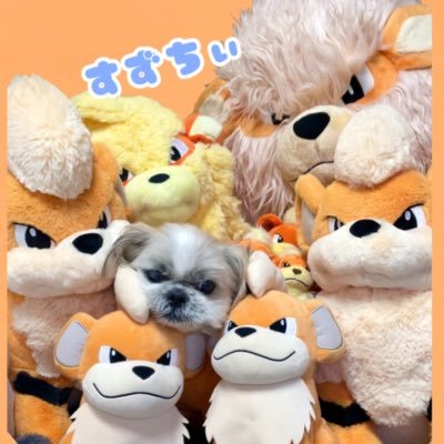 すずちぃ(ෆ`꒳´ෆ)ガーディ大好きෆさんのプロフィール画像