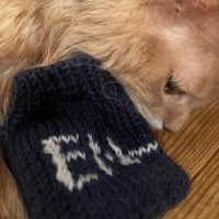 わさみん fan account (@caoticcats) 's Twitter Profile