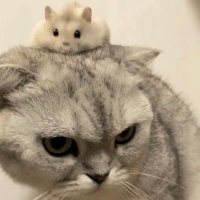 るり (@r_shamnyan) 's Twitter Profile
