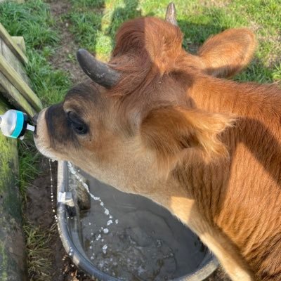 VronVron637214's profile picture. 