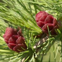 Ayrienie 🍉🕊 (@eireenvl) 's Twitter Profile