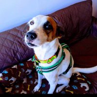 Jeris 🐶✌️ (@jeris76) 's Twitter Profile