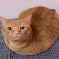 lil shein (@juuseii) 's Twitter Profile