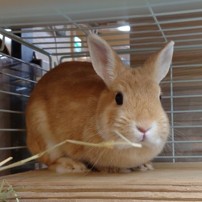 hamuguuuts's profile picture. 