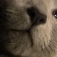 しお🐶りる (@siokosyojam) Twitter profile photo