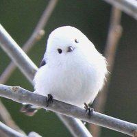 Somethingtky (@somethingtky) 's Twitter Profile