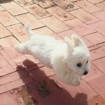 MismatchL's profile picture. 