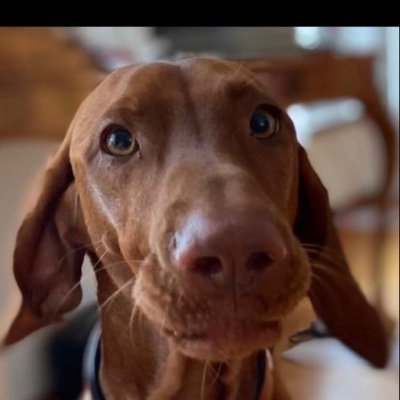 EnglertJoc50834's profile picture. Legal Counsel, Dad, cogito ergo sum