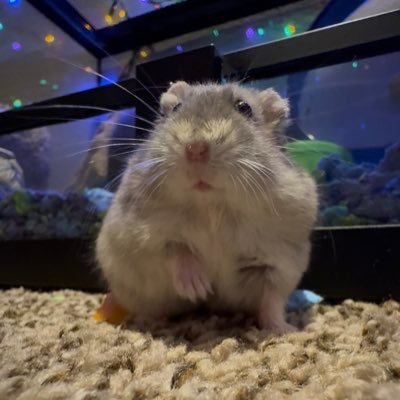 Andrezxxz_'s profile picture. hello, I’m new here :p