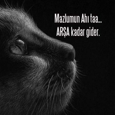 1TCbireyi's profile picture. Hâlâ şaşırıyor olmamız çok şaşırtıcı...