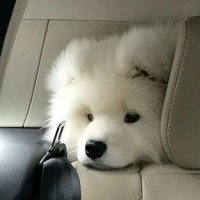 ม๋าจรข้างบ้าน (@nongjr_) 's Twitter Profile