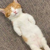 آلاء الشرقاوي (@trophoalaa) 's Twitter Profile