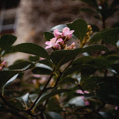 zzahra_o's profile picture. Environmental lawyer 🌍🌱⚖️