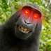 Monkey Industries (@gambamonkey) Twitter profile photo Monkey Industries (@gambamonkey) Twitter profile photo