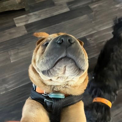 carlosさんのプロフィール画像